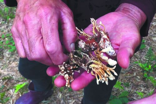 冬虫夏草相似的虫草,人工蝉花虫草与野生蝉花虫草区别
