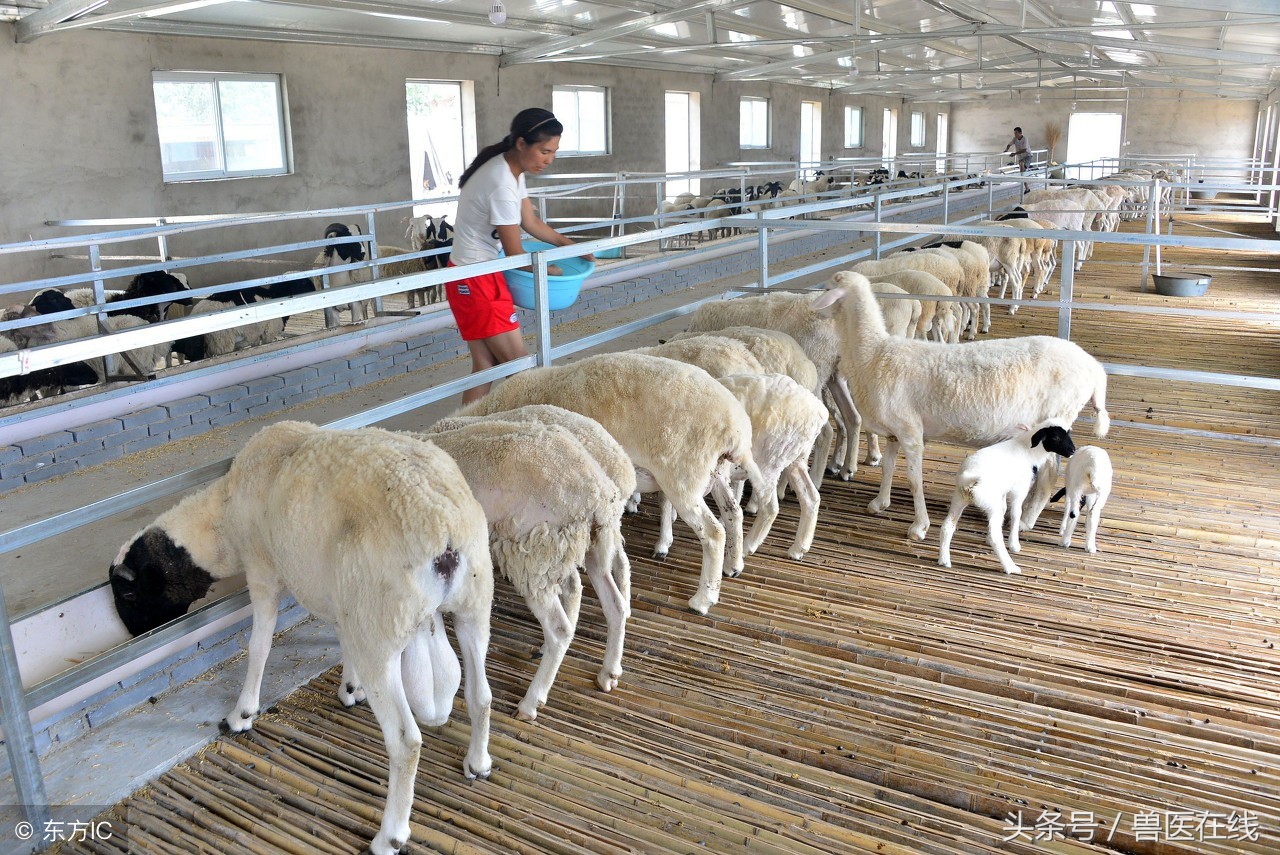 养羊药品,养羊必备的3类药品有哪些