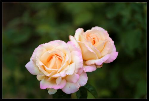 蔷薇杆什么时候嫁接月季最好,正确嫁接果树方法