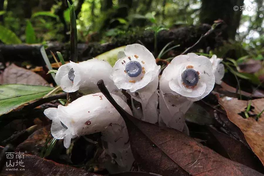 那些名字带有“假”字、“拟”字的生物