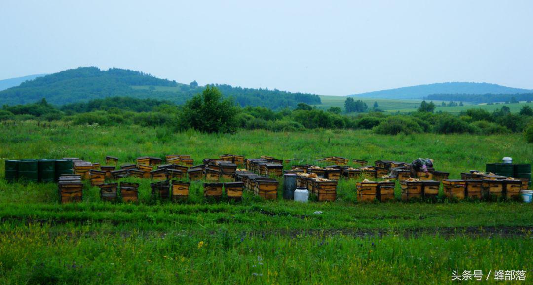 新手养蜂需要掌握哪些养蜜蜂技术,新蜂箱养蜜蜂的正确方法