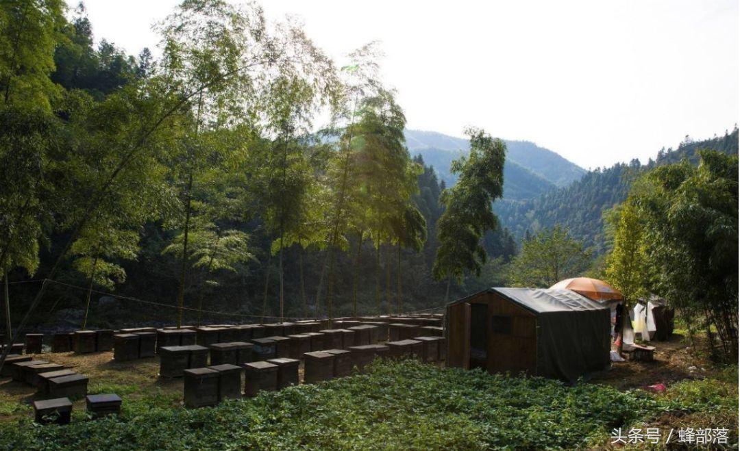 蜜蜂养殖需要几个蜂箱,蜜蜂养殖技术怎样移箱