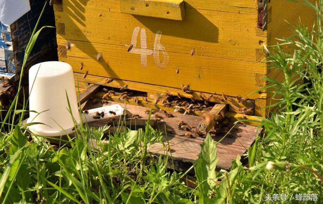 蜜蜂养殖如何让蜜蜂自己进蜂箱,蜜蜂养殖学会这些养蜂技巧