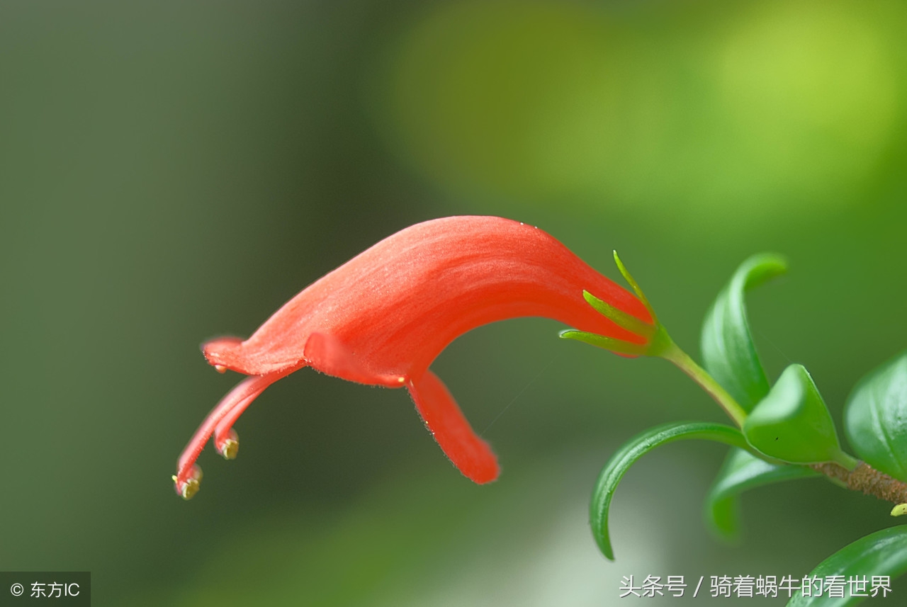 口红花冬天怎么养护和浇水,口红花怎么饲养