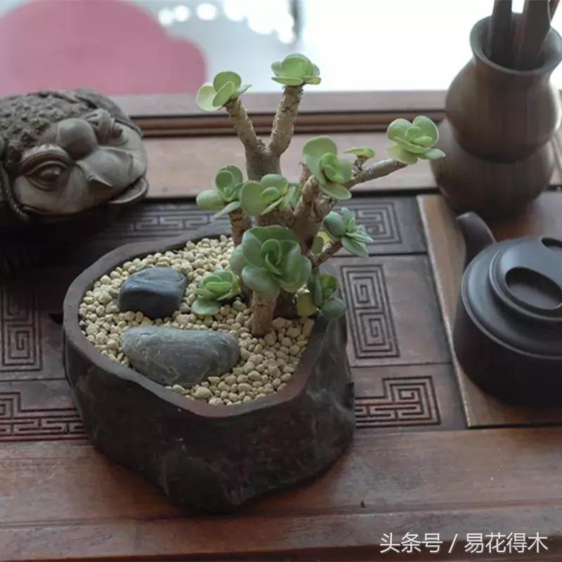 多肉叶片有霉灰怎么办,多肉植物发霉