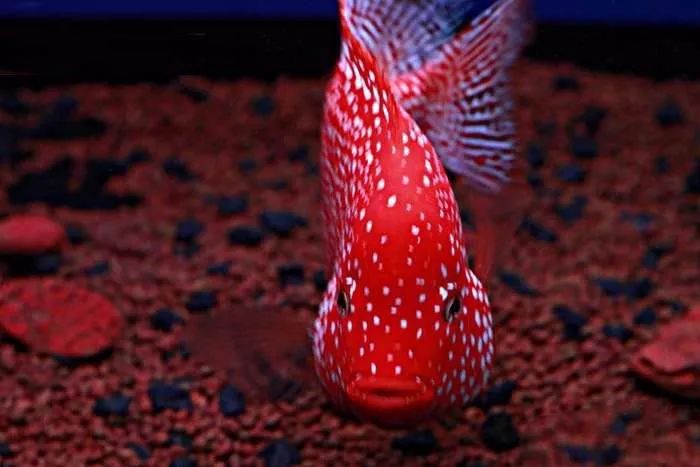 谨以此篇文章献给所有的爸爸,谨以此书献给所有守护光明的人