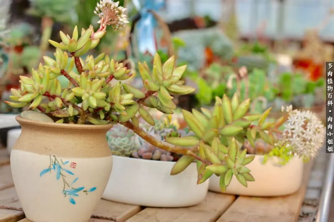 爱“肉”的川妹子入了巨坑！终于把爱好变成了事业！