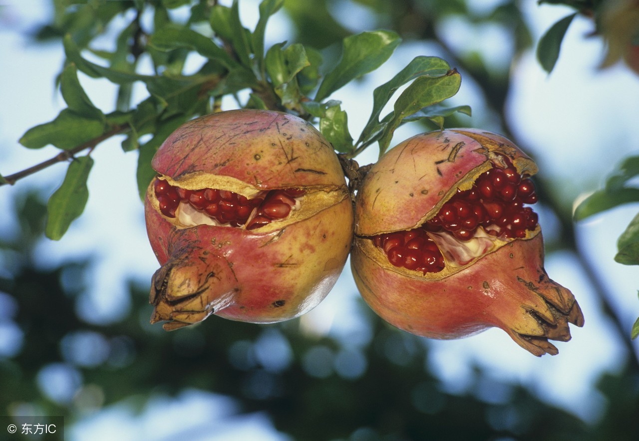 石榴树容易裂么,石榴树容易得什么病