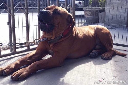 单挑最强犬种,猛犬咆哮比特犬斗藏獒