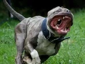 狗咬了没破皮没出血要打疫苗吗,被狗咬了轻微出血要不要打疫苗