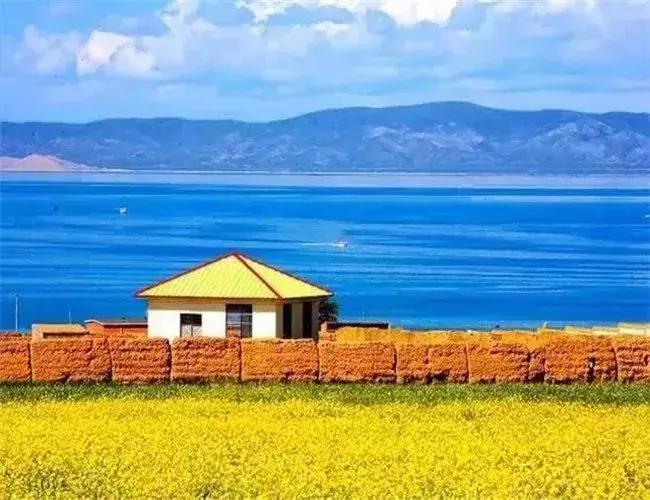 青海湖八月花海,七八月的青海湖油菜花