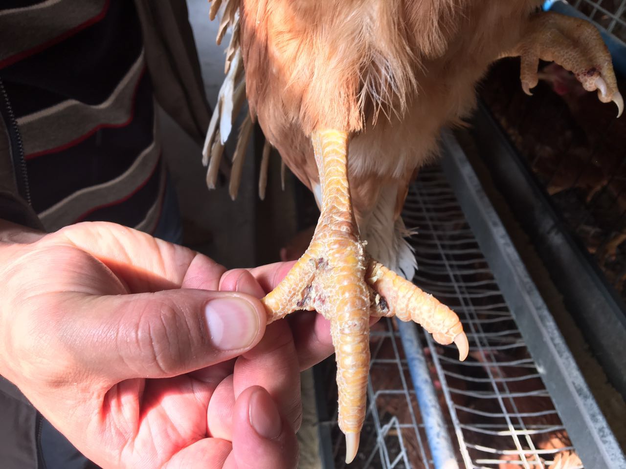 鸡爪干裂原因分析