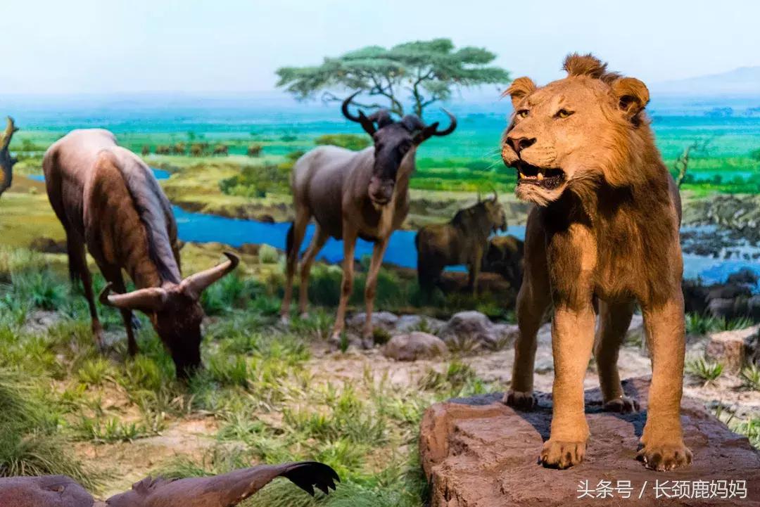 带孩子去北京不建议去哪,带孩子去北京没预约去哪玩