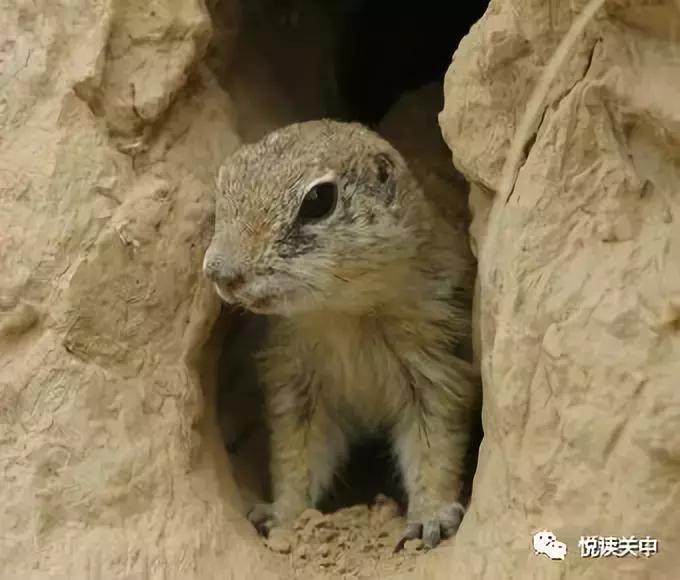 小时候的黄鼠,小时候用水灌黄鼠