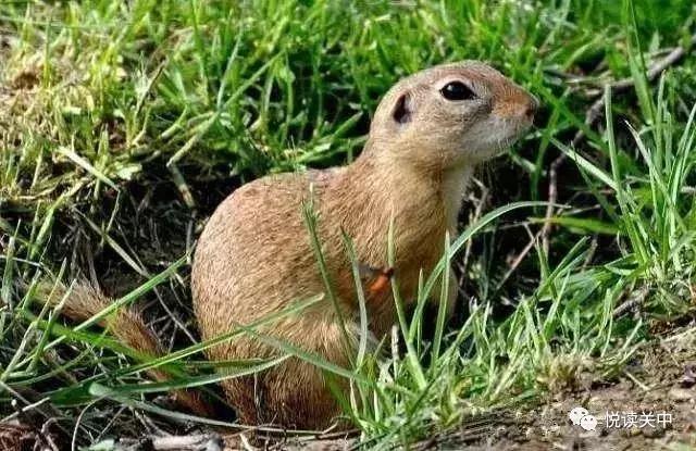 小时候的黄鼠,小时候用水灌黄鼠