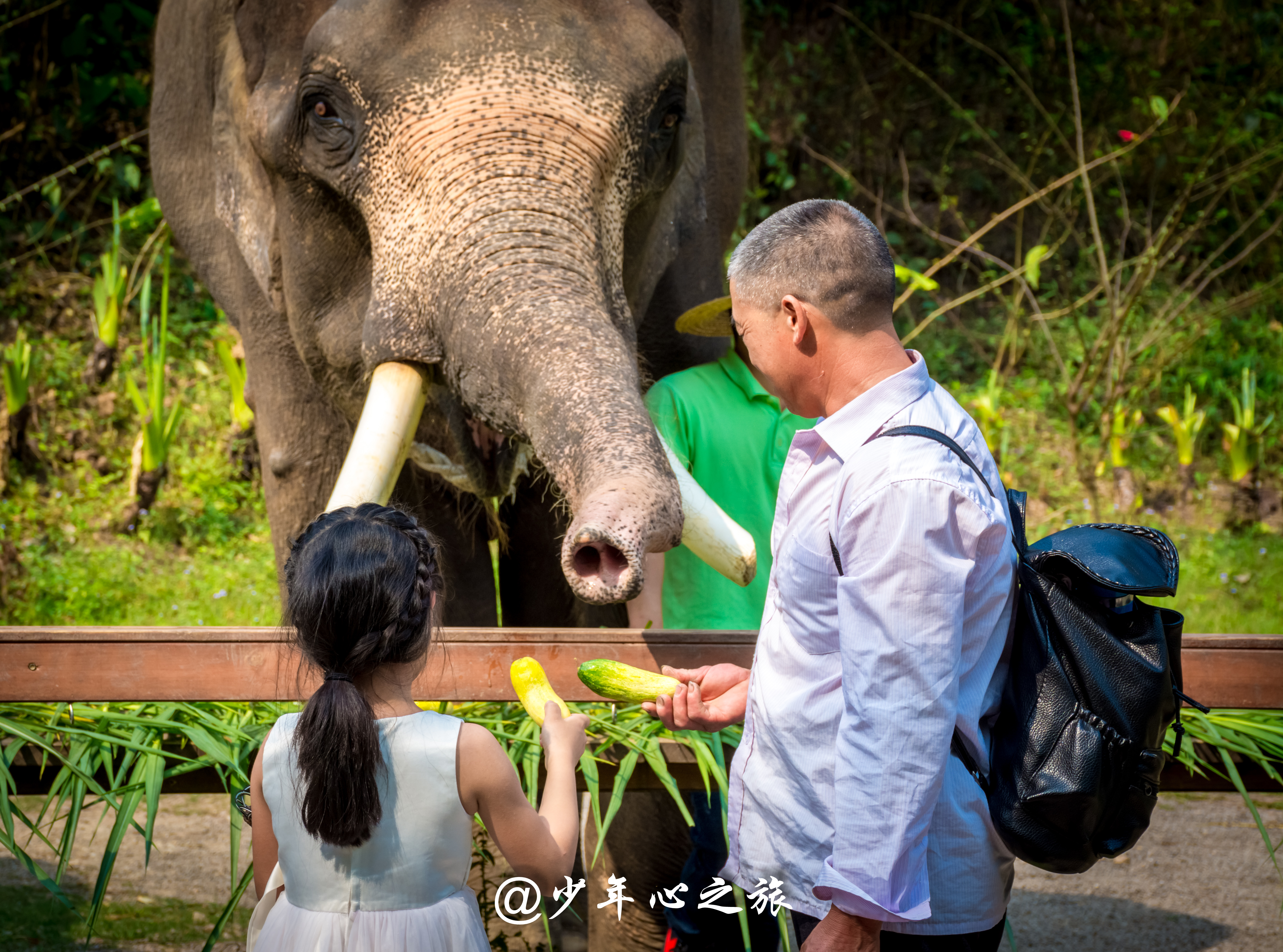 西双版纳必打卡三大景点,西双版纳必须打卡的景点