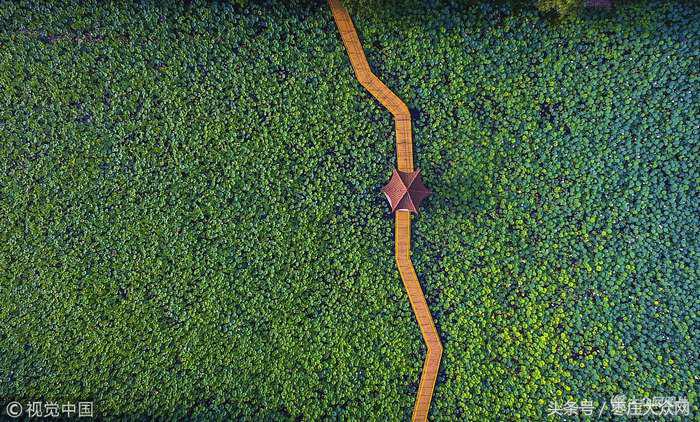 红荷湿地微山湖八月份还有荷花吗,山东微山湖红荷湿地公园荷花