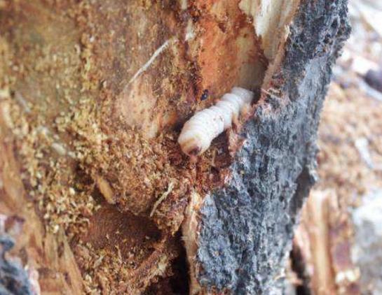 樱桃树的红颈天牛幼虫的防治方法,防治天牛树上涂什么