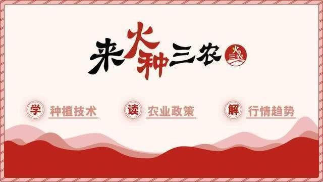 板栗南瓜长不大就掉了,南瓜结的小瓜长不大就掉怎么回事