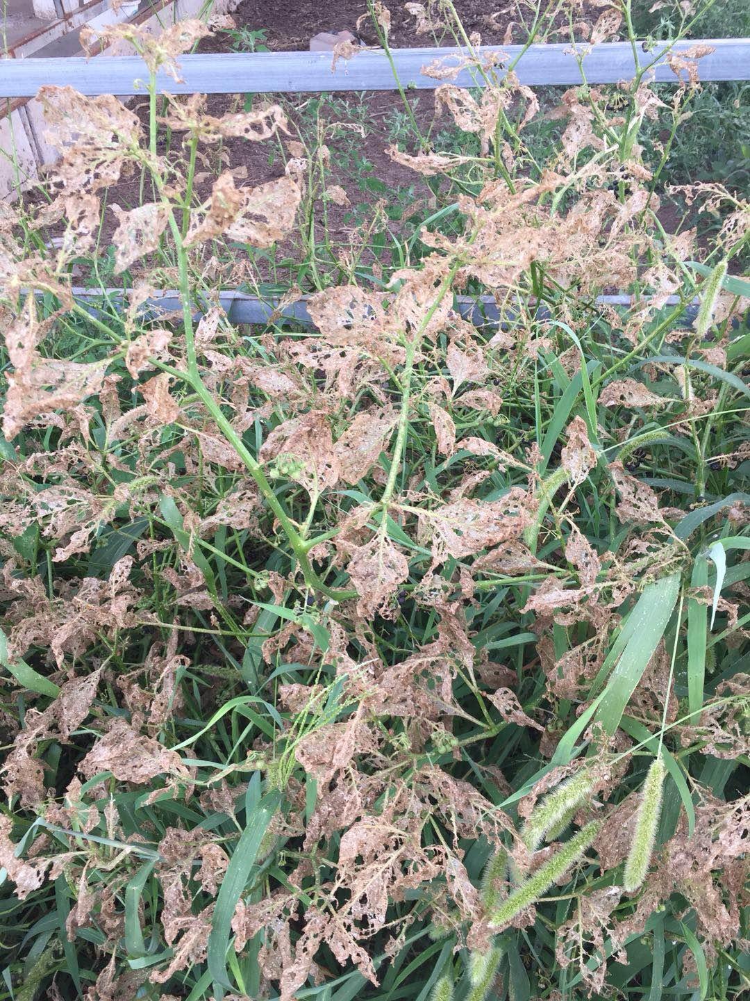 茄子辣椒生虫了,危害辣椒茄子的害虫图片