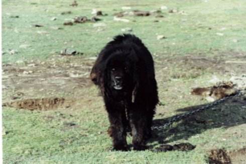 原生犬种中华田园犬,西方犬种真的比中华田园犬好吗
