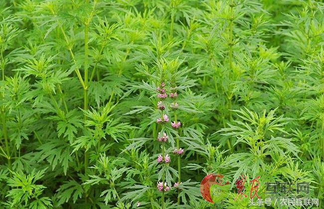 农村随处可见的益母草，对女人竟然这么重要