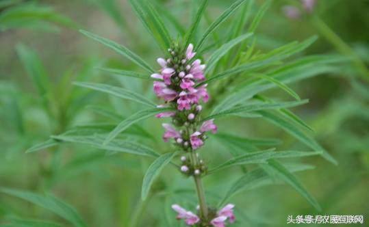 农村随处可见的益母草，对女人竟然这么重要
