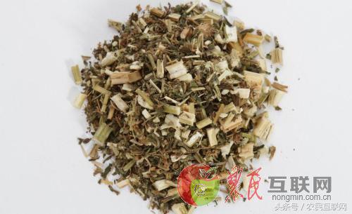 农村随处可见的益母草，对女人竟然这么重要