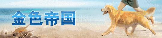 海润金毛比赛,中国海润金毛