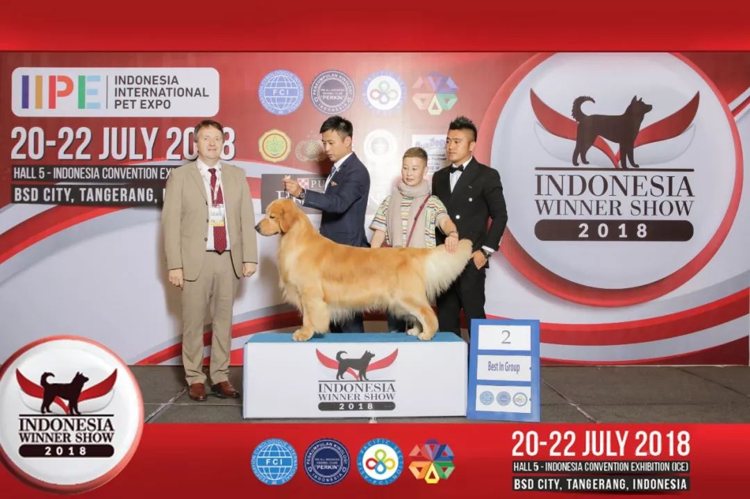 海润金毛比赛,中国海润金毛