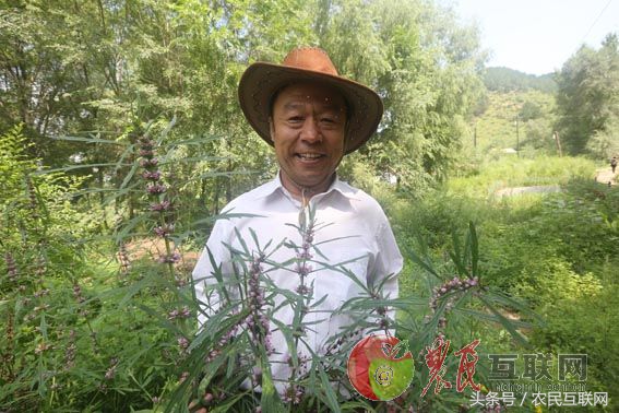 农村随处可见的益母草，对女人竟然这么重要