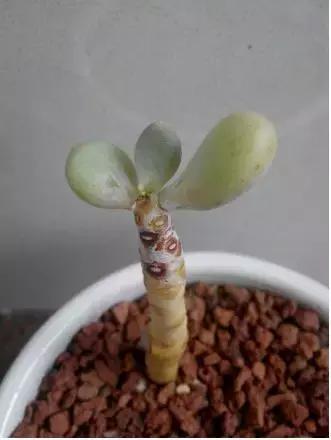 夏季多肉黑根烂根怎么处理,多肉赤腐病的处理方法