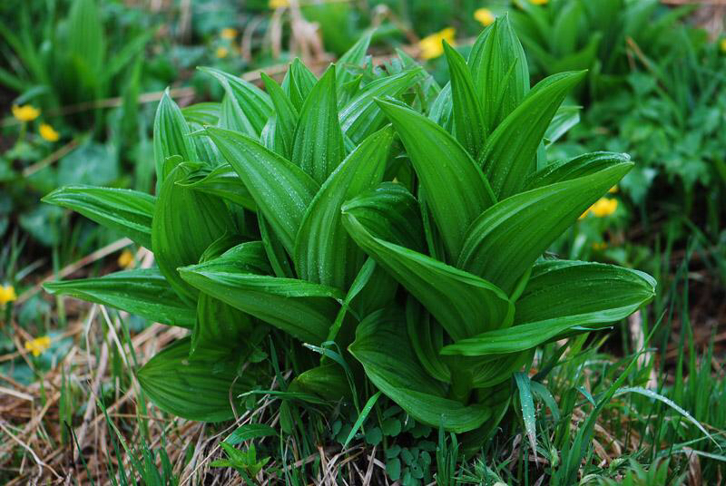 中草药藜芦的图片,藜芦中药