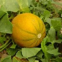 走遍天涯海角忘不了歌名叫什么,走遍天涯海角忘不了原唱