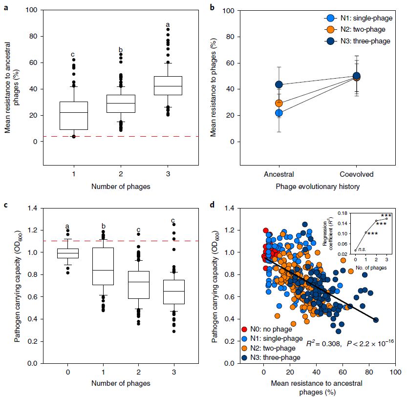 突破,南京农业大学韦中博等人首次用噬菌体治疗番茄细菌性枯萎病