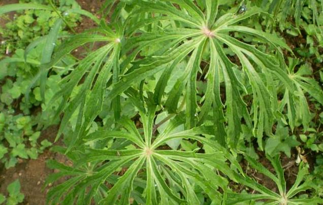 一种不知名的野草还卖到几十块钱,农村有一种神奇的野草