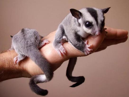 有哪些网红养蜜袋鼯,可以养的宠物蜜袋鼯