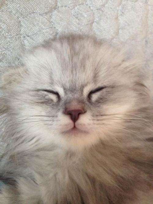 猫癣反反复复好不了怎么办,如何确定猫癣痊愈了