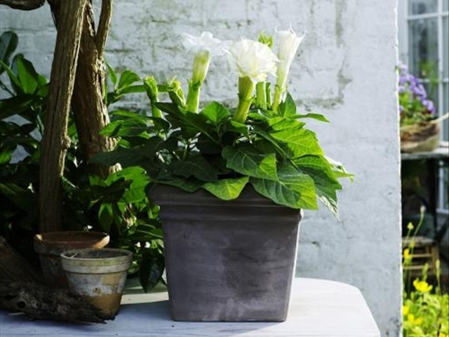 百合花水养出现枯萎现象怎么办,为什么我的百合花只长叶子不开花