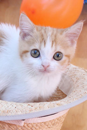 有趣的相机视频教程,佳能相机使用技巧大全