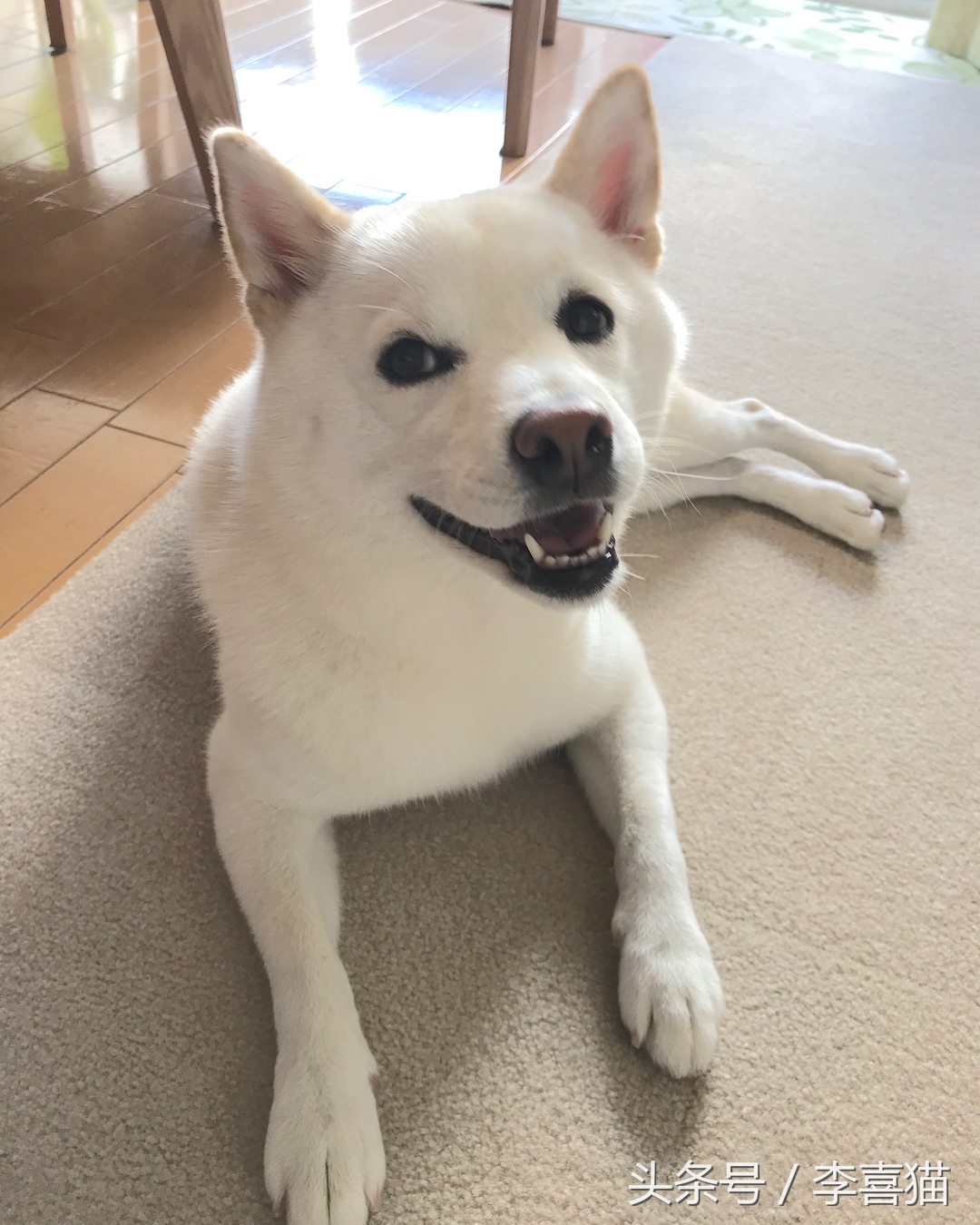 被狗狗咬伤一定要打狂犬疫苗吗？狂犬病的这些小知识需要掌握