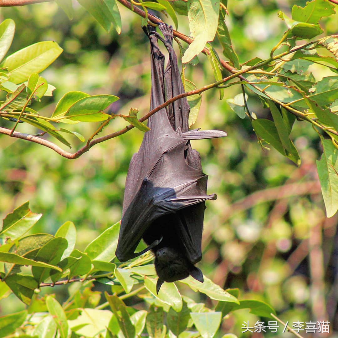 被狗狗咬伤一定要打蛋白么,被狗狗咬伤一定要打狂犬疫苗吗