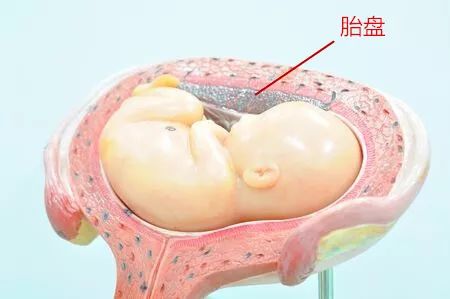 广东婆婆，别逼儿媳妇吃胎盘了