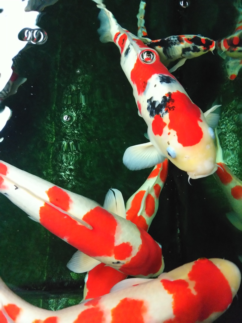 他来自河北小县城,两条锦鲤养了8年