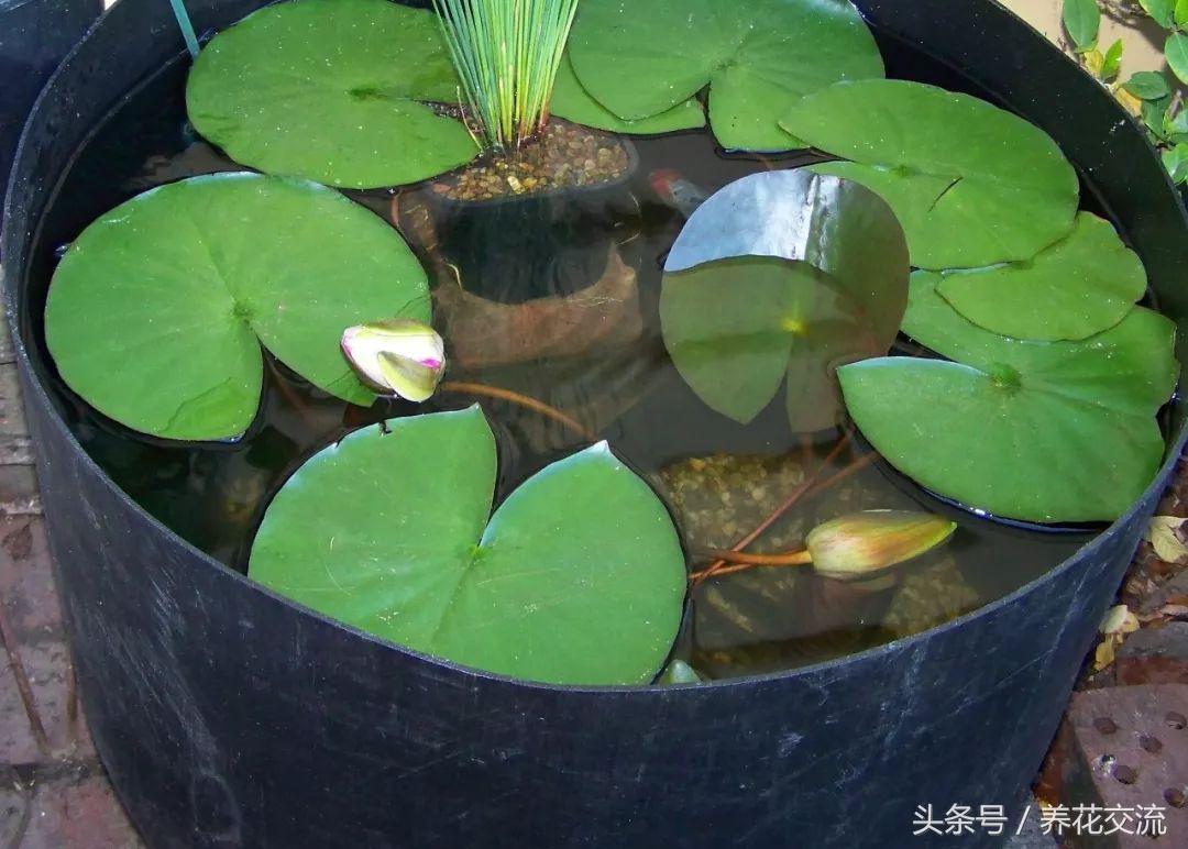睡莲花瓶里怎么水养,睡莲养在水缸里套盆的技巧