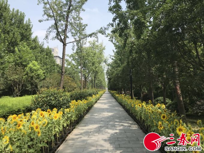 400亩向日葵花海惊艳盛开,贵州修文千亩向日葵花海惊艳盛放