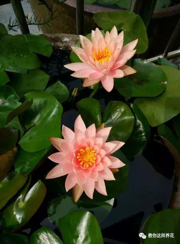 为了种花，老婆把老家的水缸偷来了，骗老妈说腌咸菜！