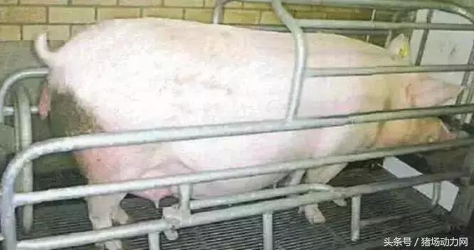 临产母猪管理,后备母猪的饲养管理要点