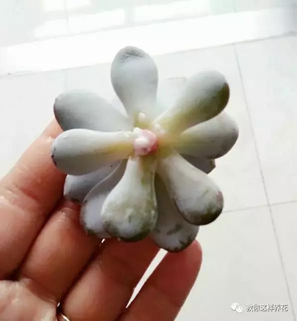 绿萝烂根之后的土还能养多肉吗,水培绿萝烂根用盐水消毒可以么