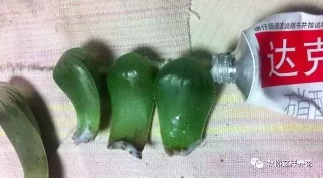 绿萝烂根之后的土还能养多肉吗,水培绿萝烂根用盐水消毒可以么